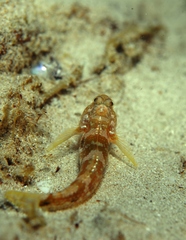 Bathygobius krefftii