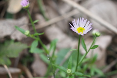 Erigeron annuus