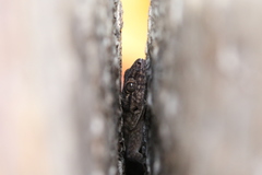 Blaesodactylus sakalava