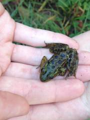 Lithobates septentrionalis