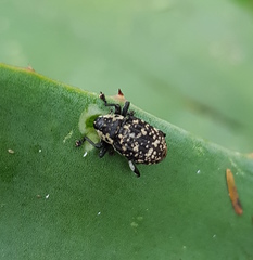 Peltophorus polymitus