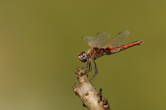 Urothemis