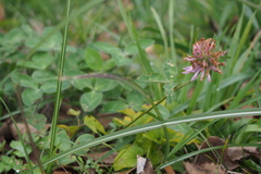 Trifolium pratense