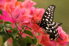 Pharmacophagus antenor