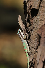 Phelsuma ornata