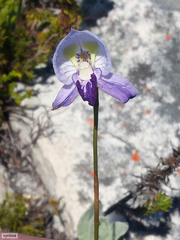 Disa purpurascens