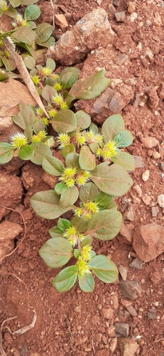 Alternanthera pungens iNat (1)