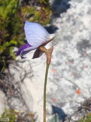 Disa purpurascens