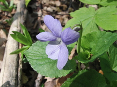 Viola reichenbachiana
