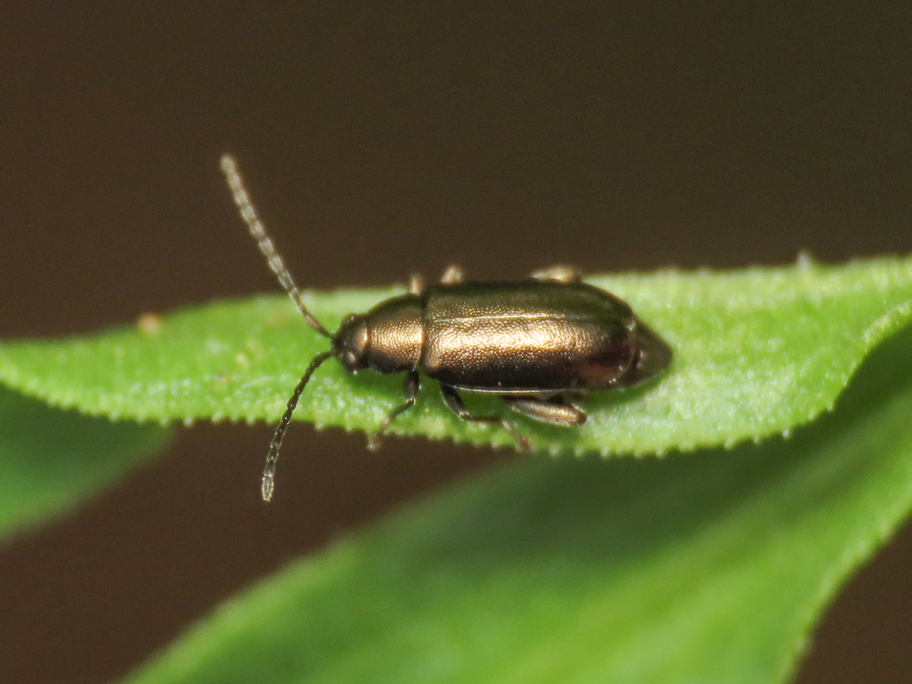 Phyllotreta procera