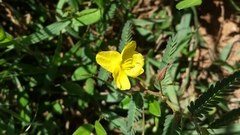 Chamaecrista lateriticola