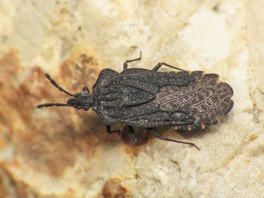 Aradus aterrimus