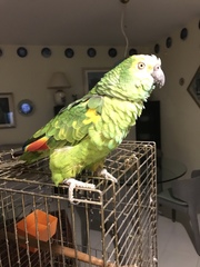 Amazona aestiva xanthopteryx