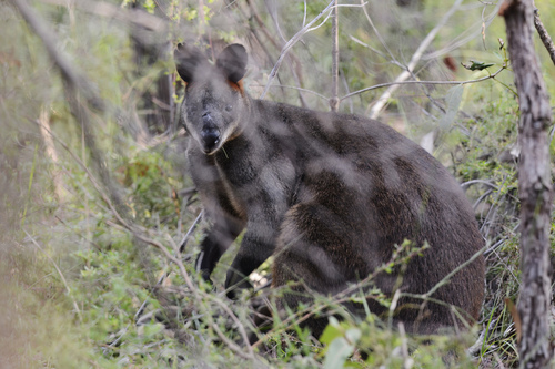 Ualabí de pantano (Wallabia bicolor)