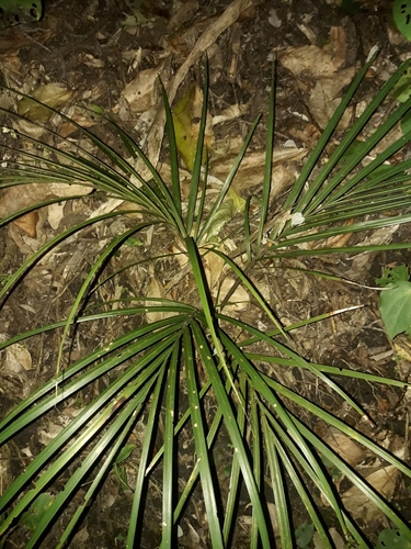 Rhopalostylis sapida