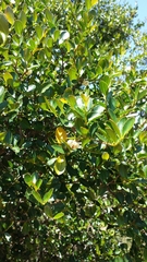 Aphloia theiformis