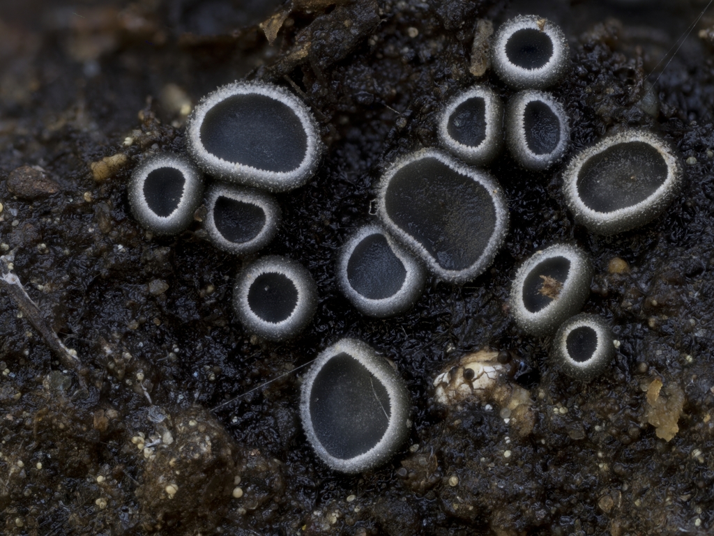 Trichobelonium