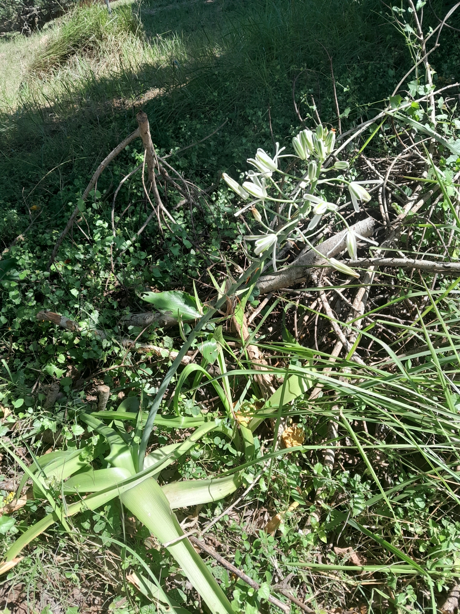 Imagem de Albuca nelsonii