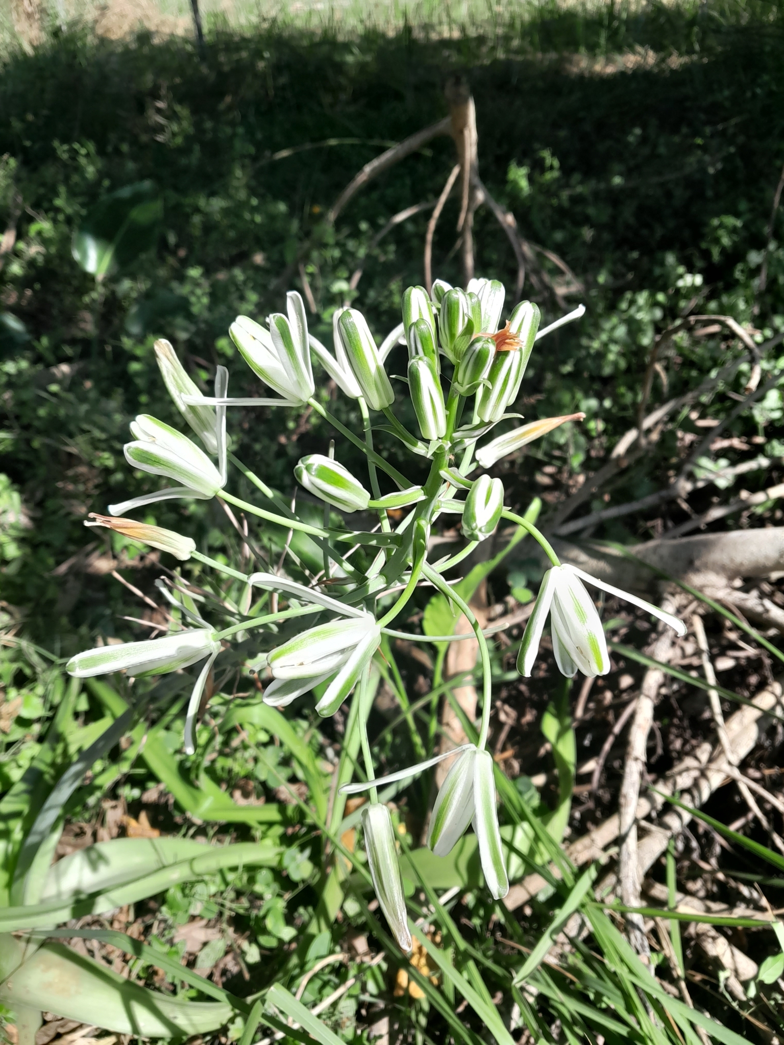 Imagem de Albuca nelsonii