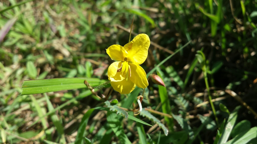 Chamaecrista lateriticola