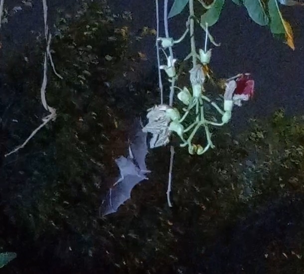 Ecuadorian Long-Tongued Bat