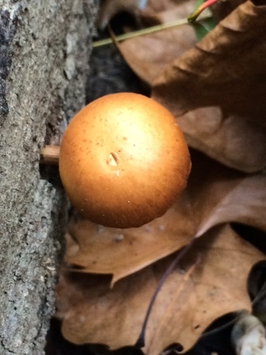 Gymnopilus liquiritiae