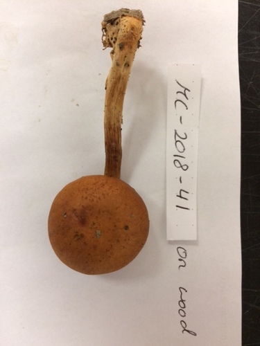 Gymnopilus liquiritiae (Photo 2 of 8)