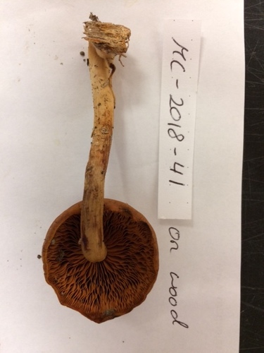 Gymnopilus liquiritiae (Photo 4 of 8)