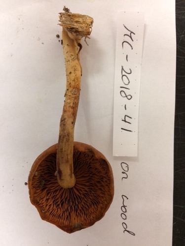 Gymnopilus liquiritiae (Photo 5 of 8)