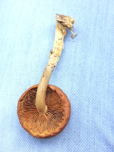 Gymnopilus liquiritiae (Photo 6 of 8)