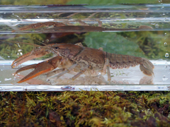 Cambarus bartonii cavatus