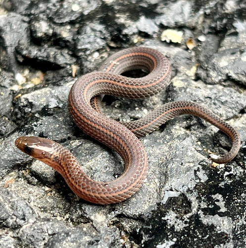 Mountain Worm-eating Snake