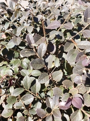 Loropetalum chinense