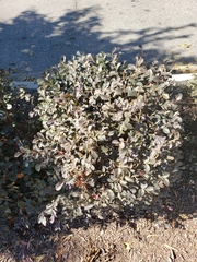 Loropetalum chinense