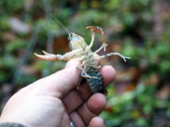 Cambarus bartonii cavatus