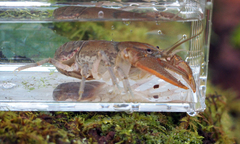 Cambarus bartonii cavatus