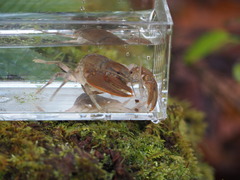 Cambarus bartonii cavatus