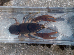 Cambarus bartonii cavatus