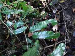 Salpichlaena volubilis