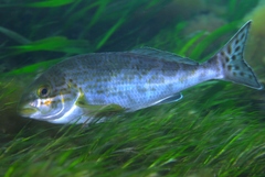 Black Butterfish photo 3