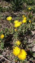 Lampranthus explanatus