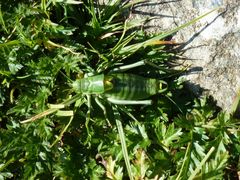 Polysarcus denticauda