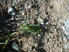 Polysarcus denticauda