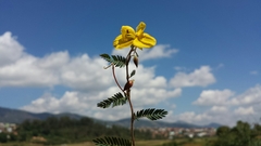 Chamaecrista lateriticola