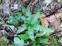 Adiantum pulverulentum