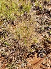 Aristida oligantha