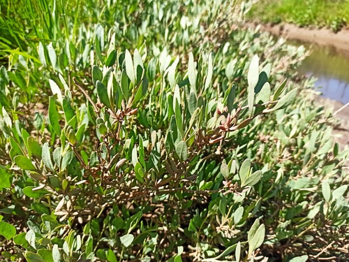 Sea-purslane