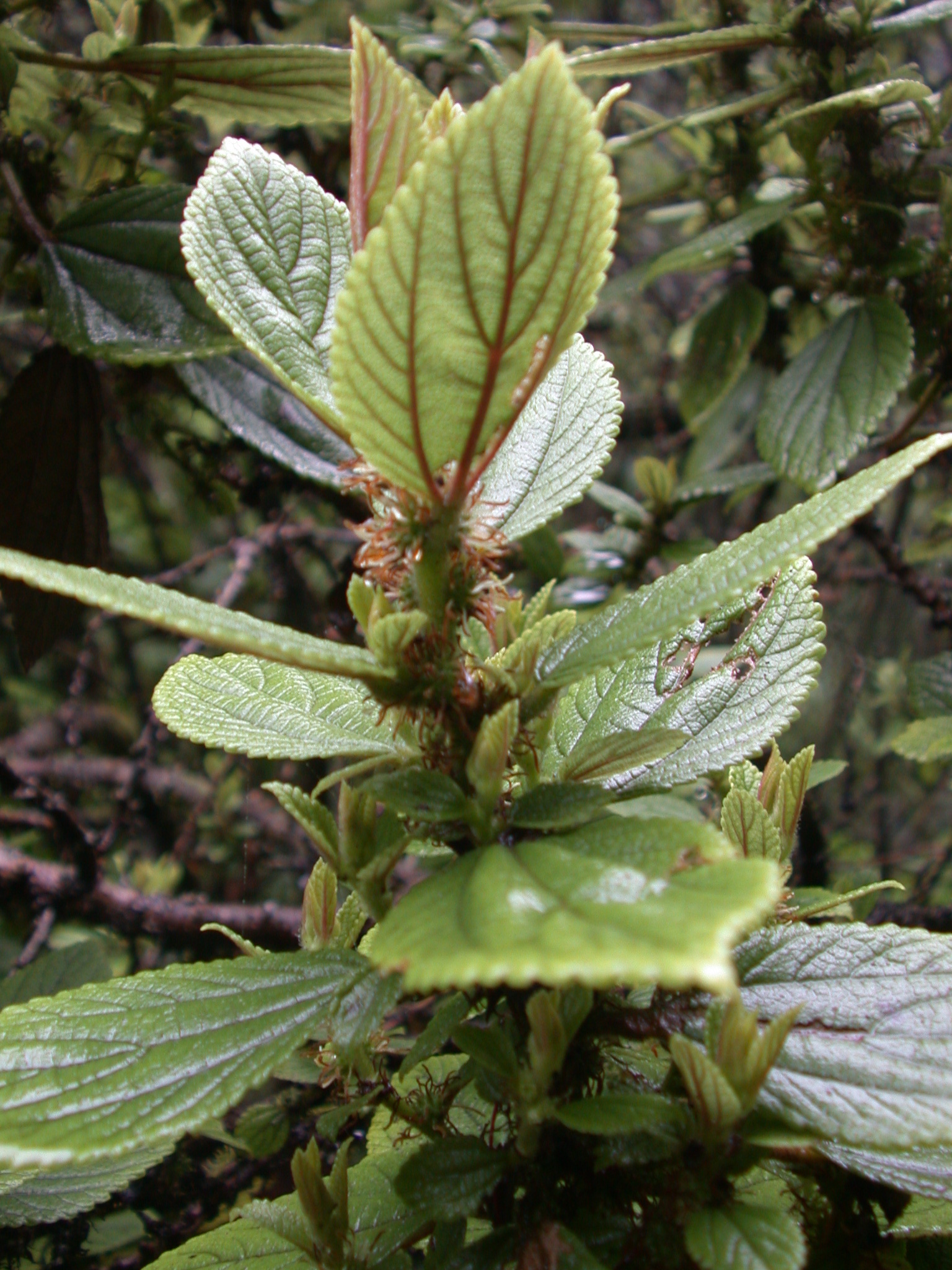 Pipturus forbesii