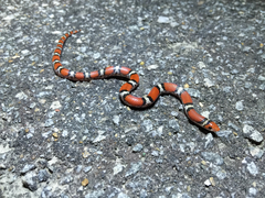 Cemophora coccinea copei