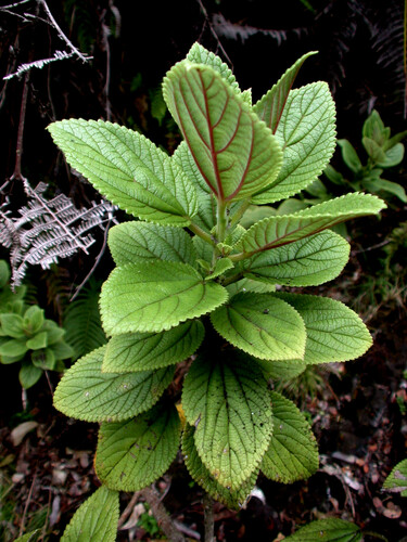 Pipturus forbesii observed 2005-05-03